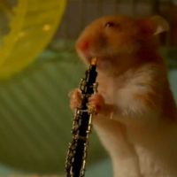 Hamsters joueurs de jazz