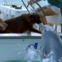 Un dauphin fait un bisou à un chien