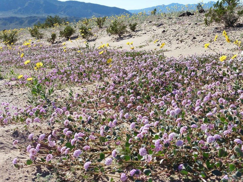 super bloom dans la vallée de la mort Pink Sand Verbena