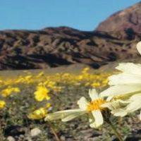 Super floraison dans la Vallée de la Mort