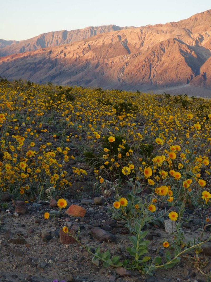super bloom dans la vallée de la mort desert gold